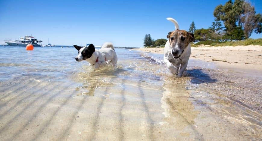 Playas para perros en Asturias, Cantabria y País Vasco